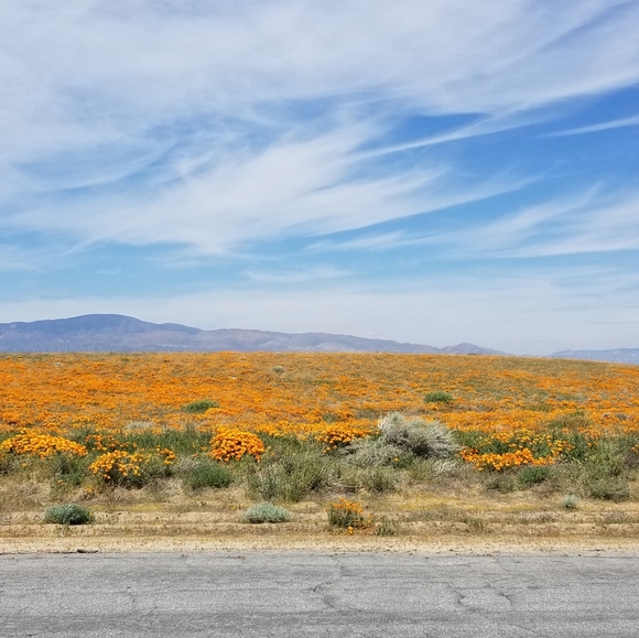 Meet your Posher, Erica - Picture 6 of 9